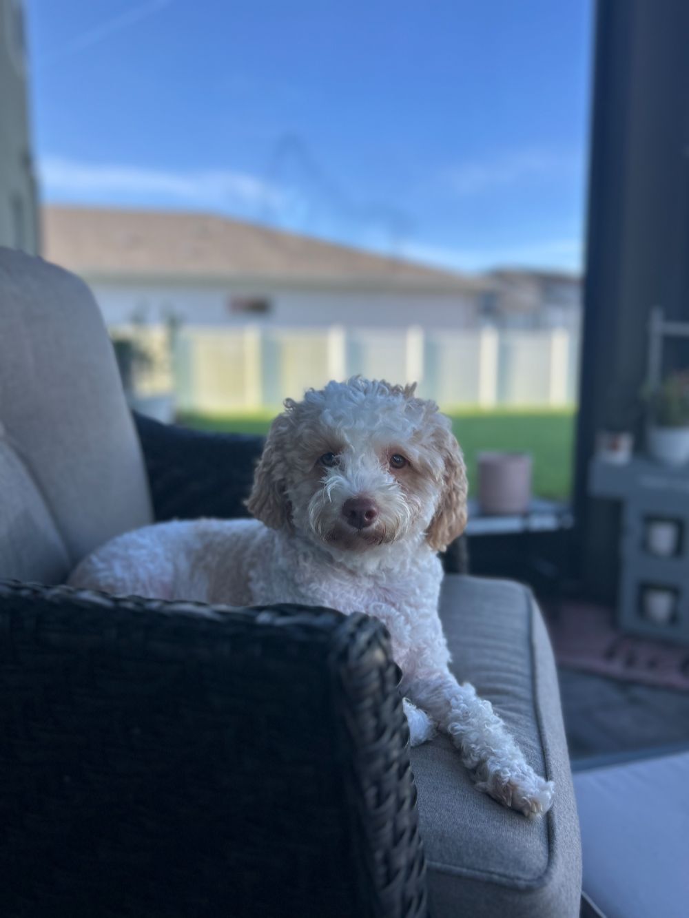 Bartolo Brothers Junk Removal Gallery (1)